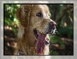 Retriever, Pies, Golden, Język