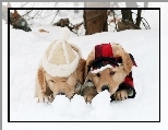 Szczeniaki, Śnieg, Zima, Psy, Golden Retriever